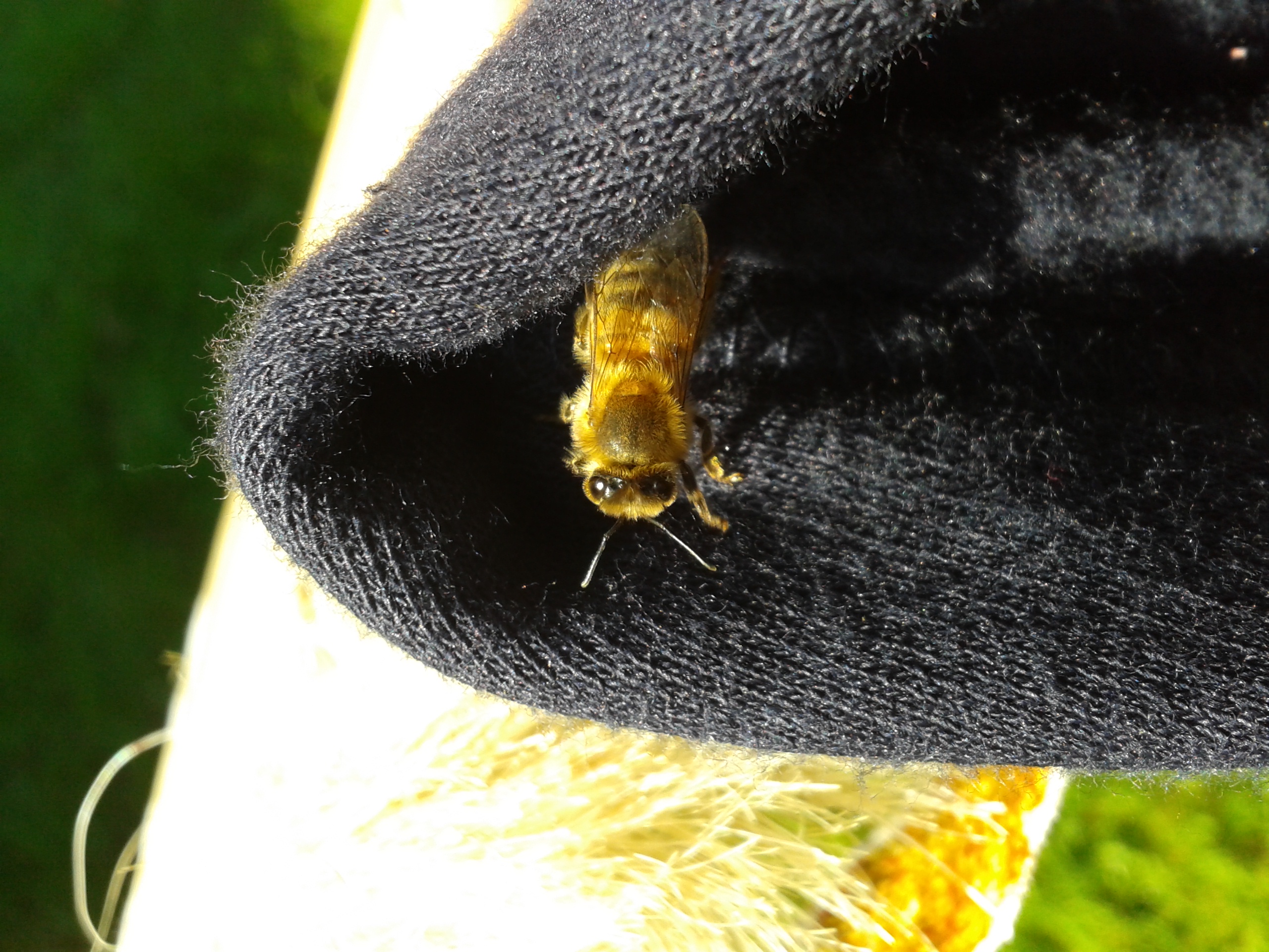 Bee in the pocket